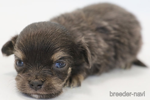 成約済の神奈川県のチワワ(ロングコート)-368092の2枚目